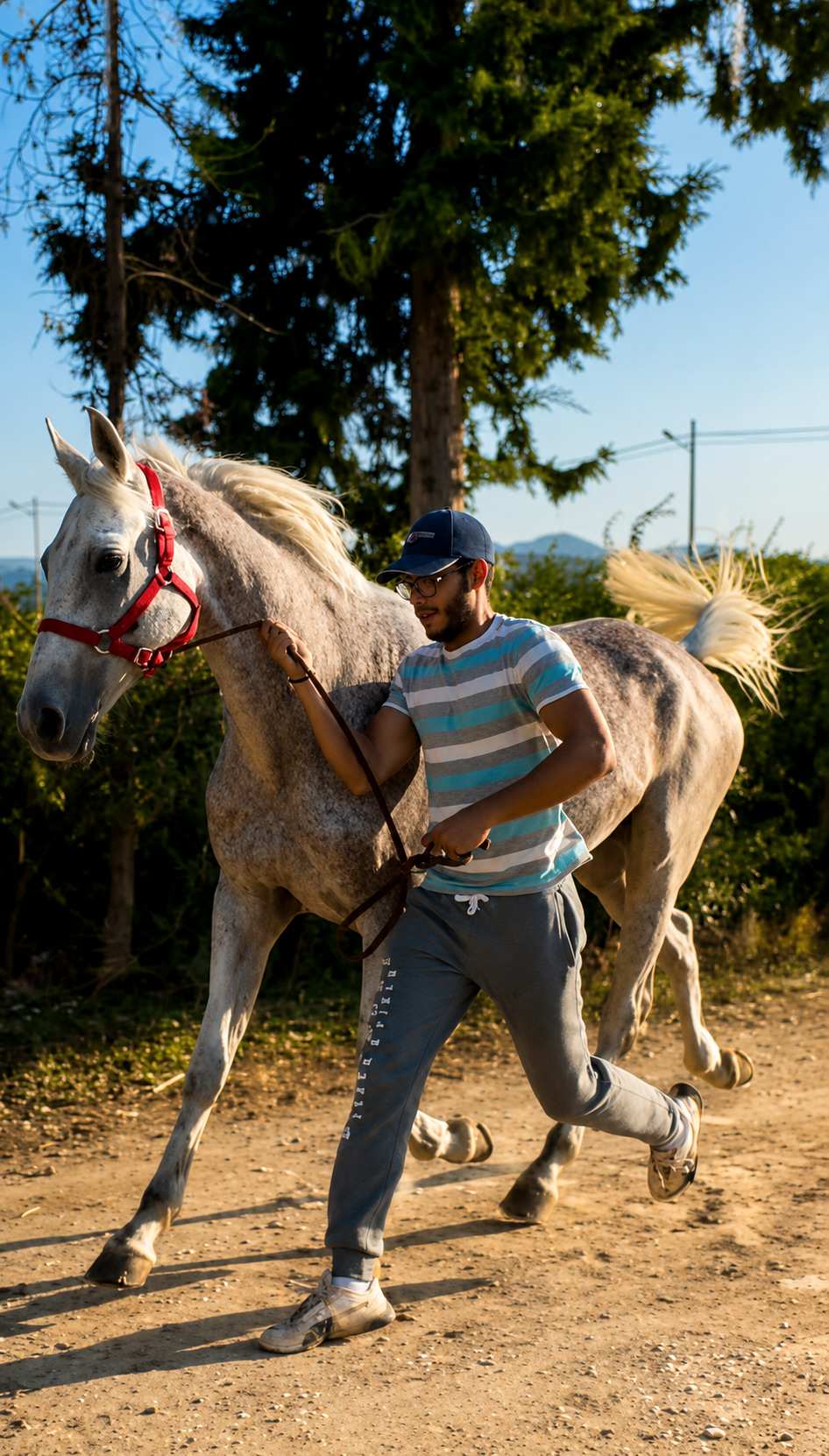 Amine Regaieg fait trotter un cheval arabe gris en main sur une piste sablonneuse en fin de journée, le cheval avançant librement à côté de lui, longe détendue.