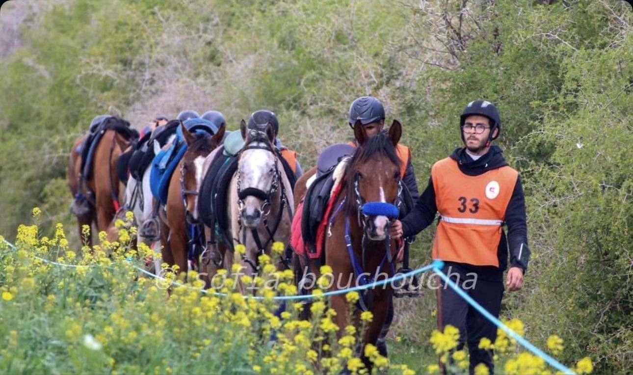 Amine Regaieg mène un cheval en tête d’une file de sept chevaux sellés, le long d’un chemin bordé de fleurs jaunes.